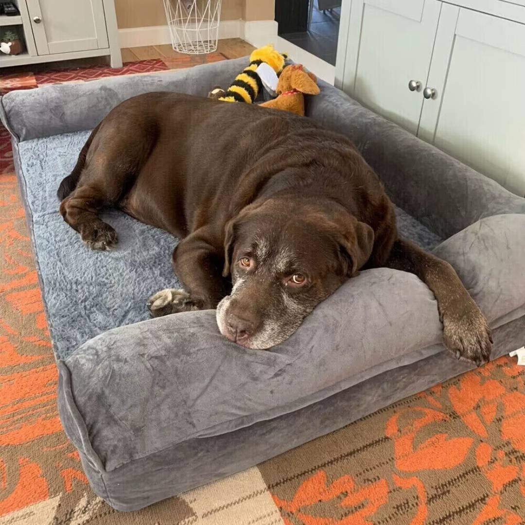 Large Orthopedic Dog Bed Sofa